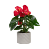 Red Coneflower